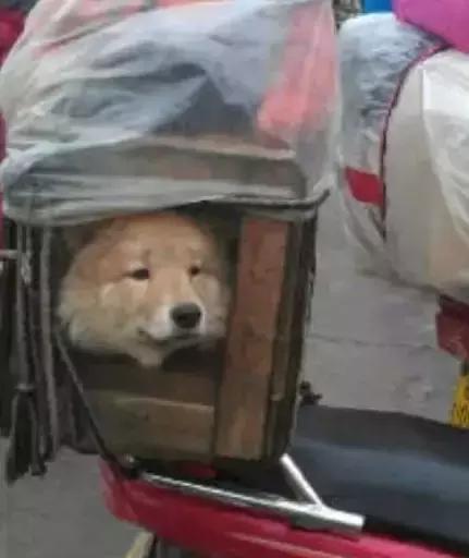 春運(yùn)摩托車大軍中主人給狗狗留個(gè)位置，養(yǎng)十年了，帶它回家過(guò)年