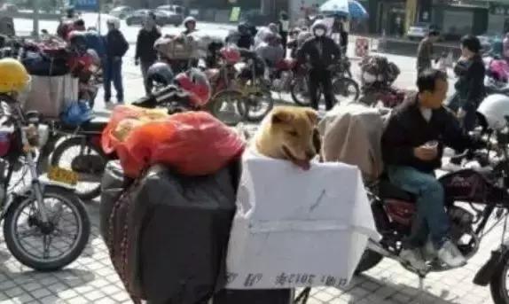 春運(yùn)摩托車大軍中主人給狗狗留個(gè)位置，養(yǎng)十年了，帶它回家過(guò)年