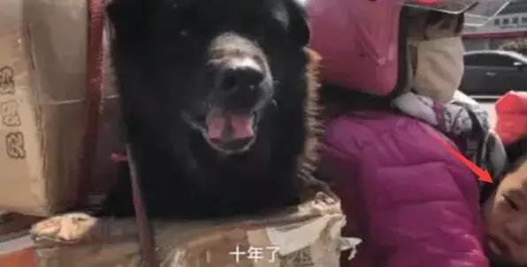 春運(yùn)摩托車大軍中主人給狗狗留個(gè)位置，養(yǎng)十年了，帶它回家過(guò)年