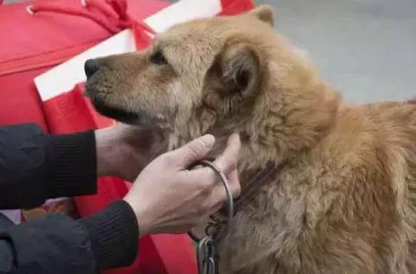 春運(yùn)摩托車大軍中主人給狗狗留個(gè)位置，養(yǎng)十年了，帶它回家過(guò)年