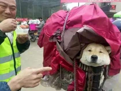 春運摩托車大軍中主人給狗狗留個位置，養(yǎng)十年了，帶它回家過年